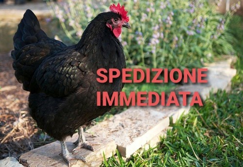 Australorp nera uova fertili - -,