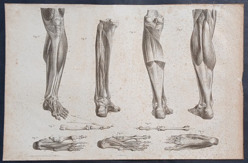 Stampa antica anatomia muscoli - antica,