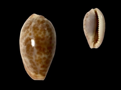 Cypraea albuginosa cebaco - albuginosa,,