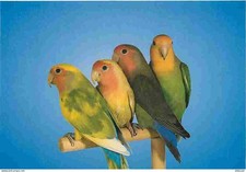 Carte Postale - Animaux -