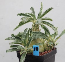 Vendita raro vaso boutique