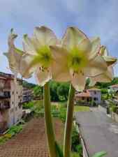 Hippeastrum Picasso x Yellow