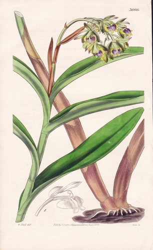 Epidendrum viridi purpureum - epidendrum, viridi-purpureum