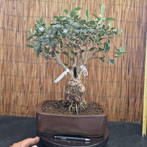 Bonsai olivo 52cm - olivo, vista