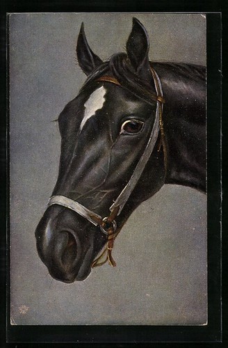 Cartolina testa cavallo - cartolina,