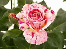 70 semi di rosa ABRACADABRA -