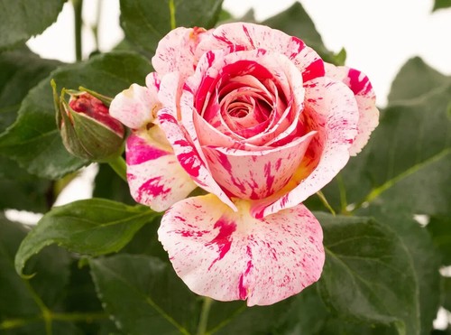 Semi rosa abracadabra - di,