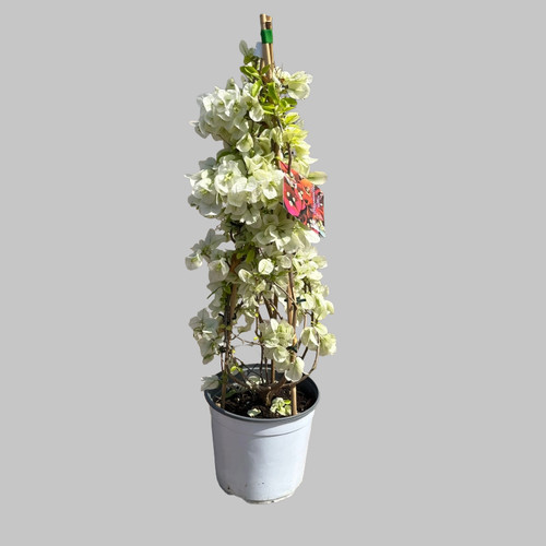 Pianta bouganvillea - pianta, di