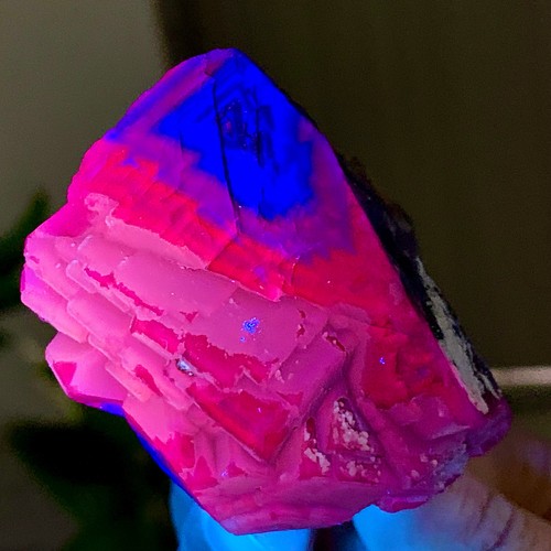 226g rosa nera - rosa, naturale