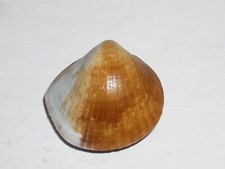 GLYCIMERIS REEVEI AMAZING
