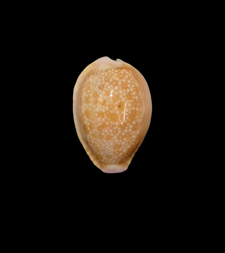 Conchiglia shell cypraea - shell,