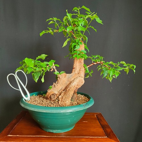 Pre bonsai bouganvillea - bonsai,