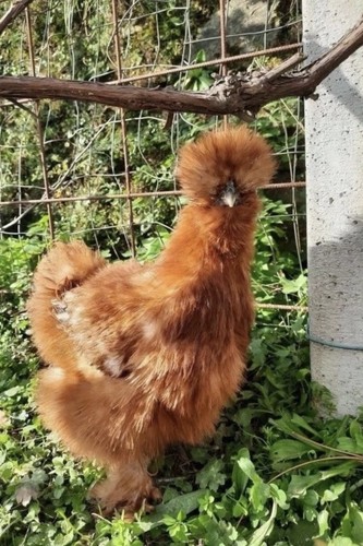 Uova fertili feconde moroseta - fertili,