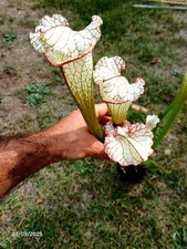 sarracenia "White Lady Rose"