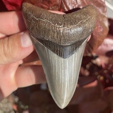 Dente di squalo megalodonte Georgia USA 3,58” fossile tutto naturale