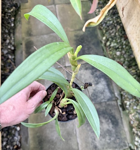 Eria ornata specie farfalla