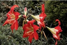AMARYLLIS HIPPEASTRUM "Red
