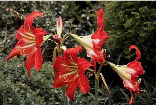 Amaryllis hippeastrum red - amaryllis, "red