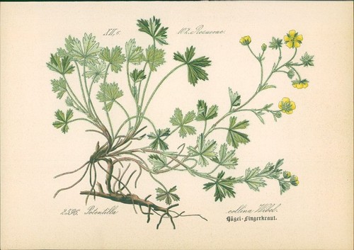 Chromolithographie - ,
