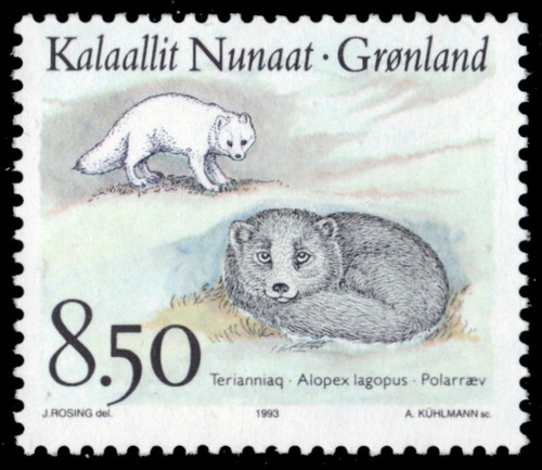 Groenlandia 263 volpe artico - volpe,