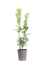 Pianta prunus laurocerasus - pianta,