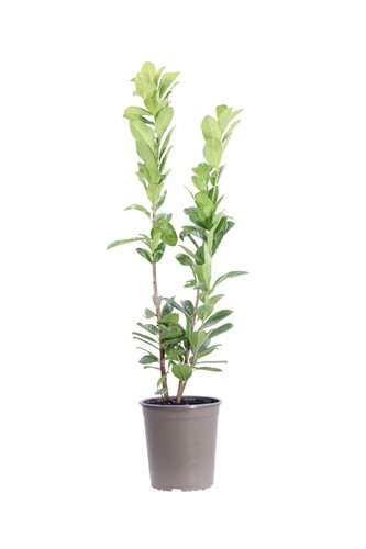Pianta prunus laurocerasus - pianta,