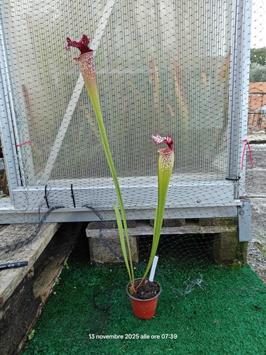 Sarracenia l18 mk x leah - sarracenia,
