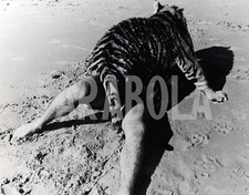 Foto vintage USA, Uomo gioca con tigre sulla spiaggia, stampa 20x30 cm