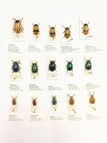 Entomology taxidermy - entomology,