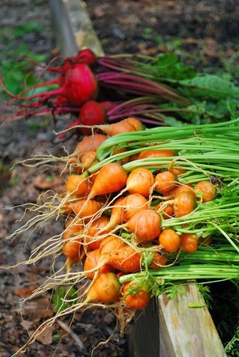 Semi carota parigina - semi, ***