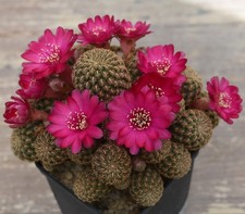 5016-cactus sulcorebutia gemmae LH 1125 hac. El Rodeo VZ