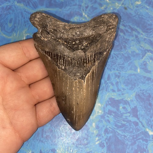 Megalodonte dente squalo - dente,
