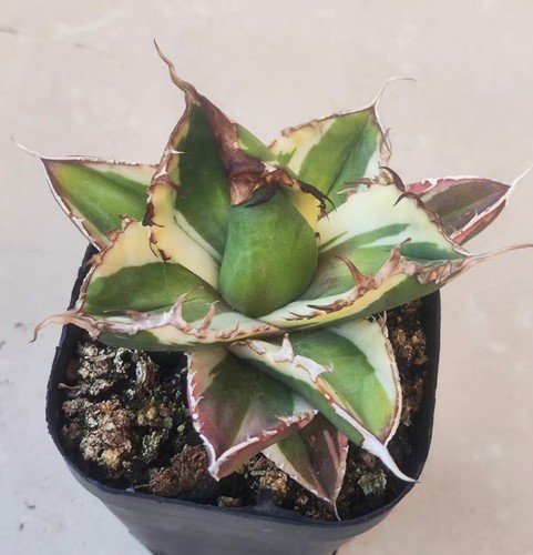 Agave titanota
