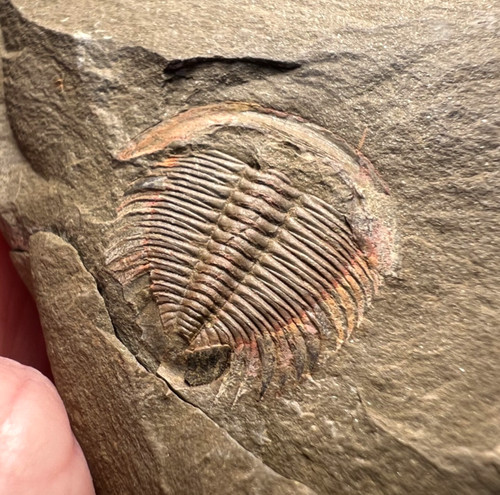 Dactylocephalus trilobite - dactylocephalus, sp.