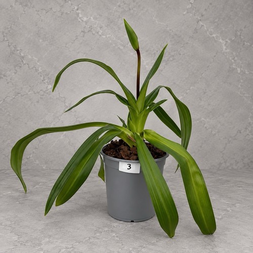 Rara orchidea phragmipedium - rara,