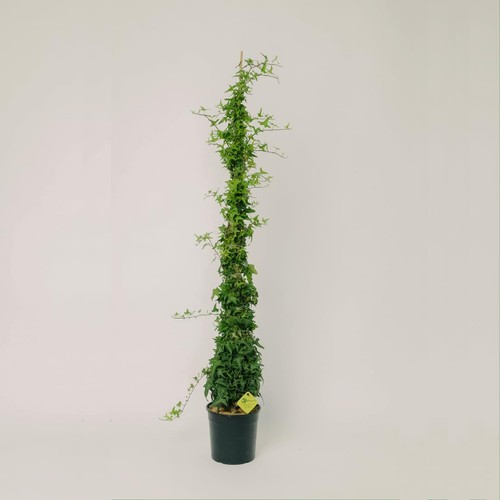 Planti pianta vera - planti, edera