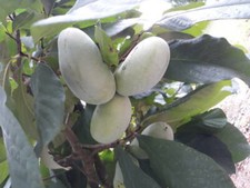 250 Semi di Asimina triloba , banano di montagna ,paw paw