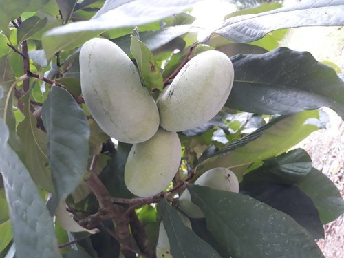 250 semi asimina triloba - di,