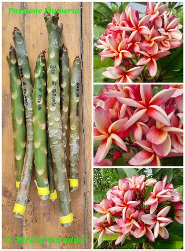 Talea plumeria - plumeria, (plumeria