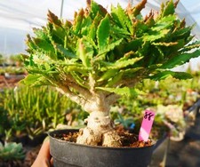 Rara pianta Euphorbia
