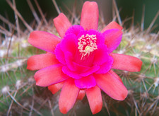 Hildewinterahybride ibrido " Firestarter " 3,2 cm x 6 cm