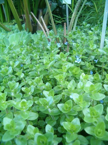 Bacopa caroliniana steli - bacopa, +