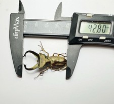 Maggiolino -Lucanidae