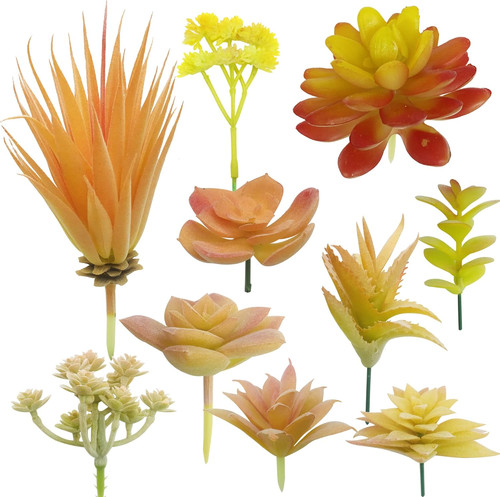 Succulente piante - 10,