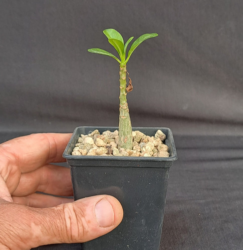 Pachypodium decaryi