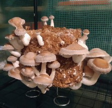  Micelio Liquido lentinula edodes shiitake Coltivazione Funghi siringa 10ml