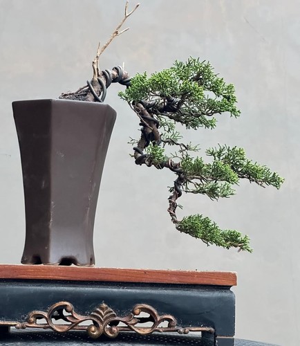 Bonsai albero vivo - bonsai, di