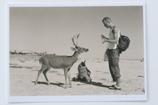 WOLFGANG TILLMANS: "CERVO