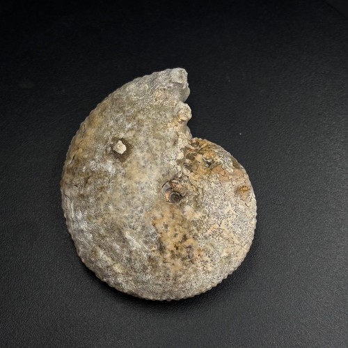 Pseudosirenites elegans