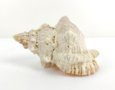 CONCHIGLIA MARINA DECORATIVA NATURALE TUTUFA BUBO CORALLO